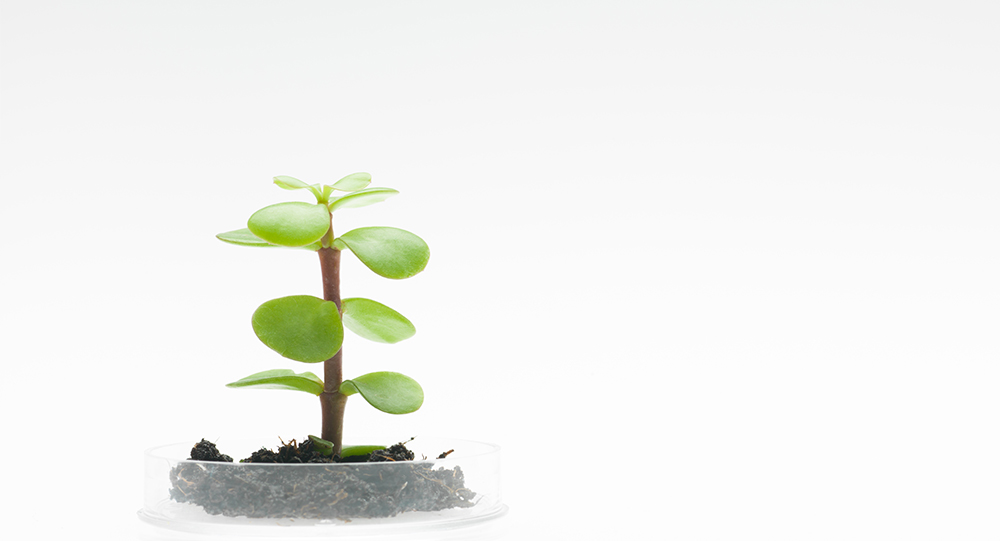 catact personal mastery endless life force